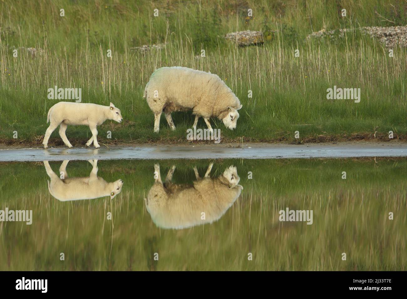 Pecora domestica (Ovis Orientalis aries) con giovani sulla riva di Texel, Olanda Foto Stock