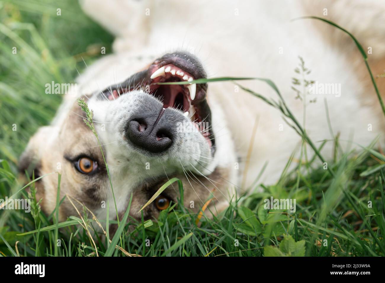 Amico cane Pastore dell'Asia centrale che gioca sull'erba e sorride Foto Stock