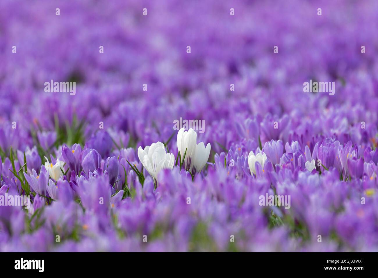 Primo piano di croci bianchi fioriti in moquette viola di croci fiorenti (Crocus napolitanus) in primavera Foto Stock