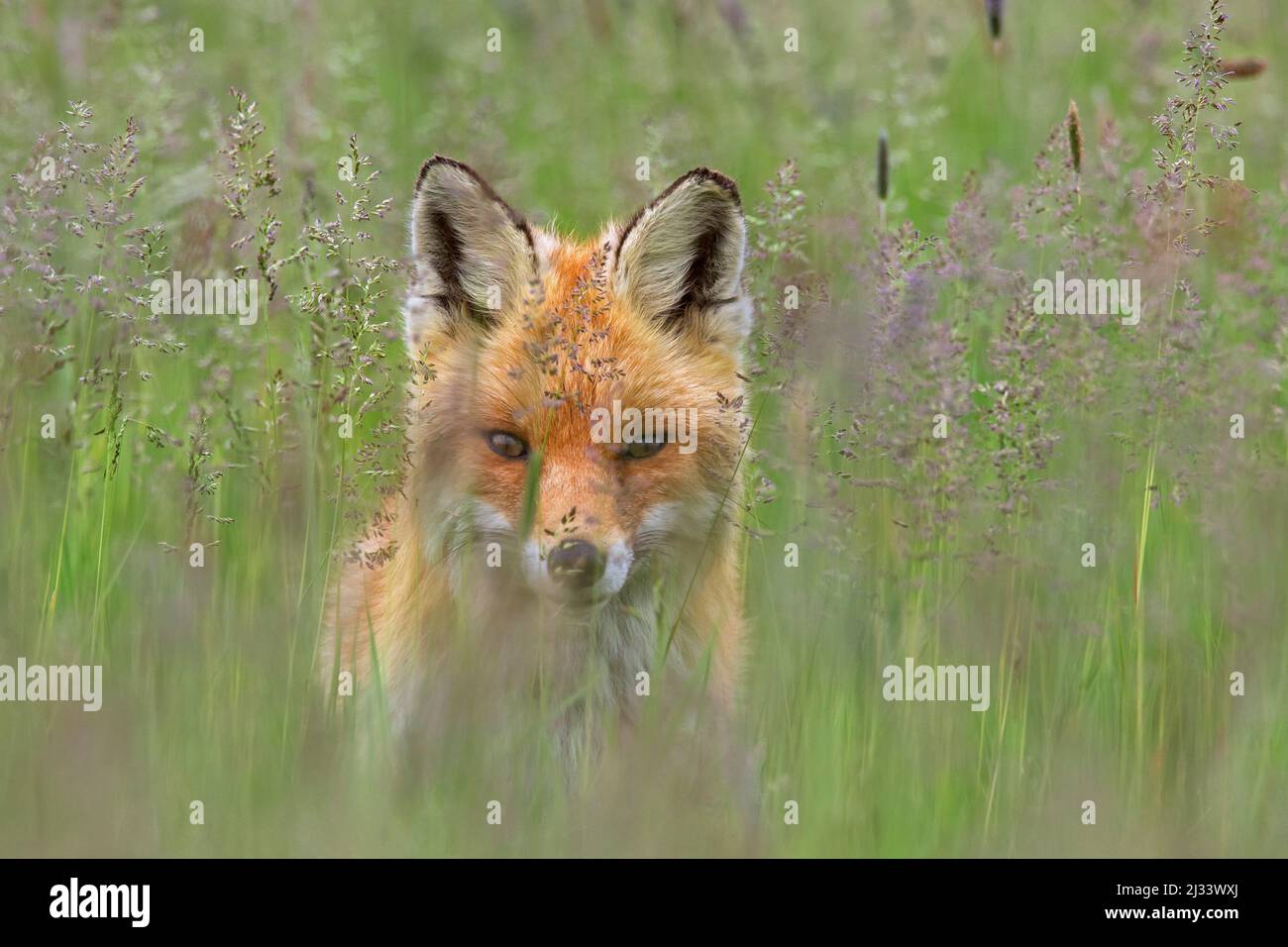 Curioso volpe rossa (Vulpes vulpes) in prato guardando dritto nella fotocamera attraverso steli di erba in primavera Foto Stock