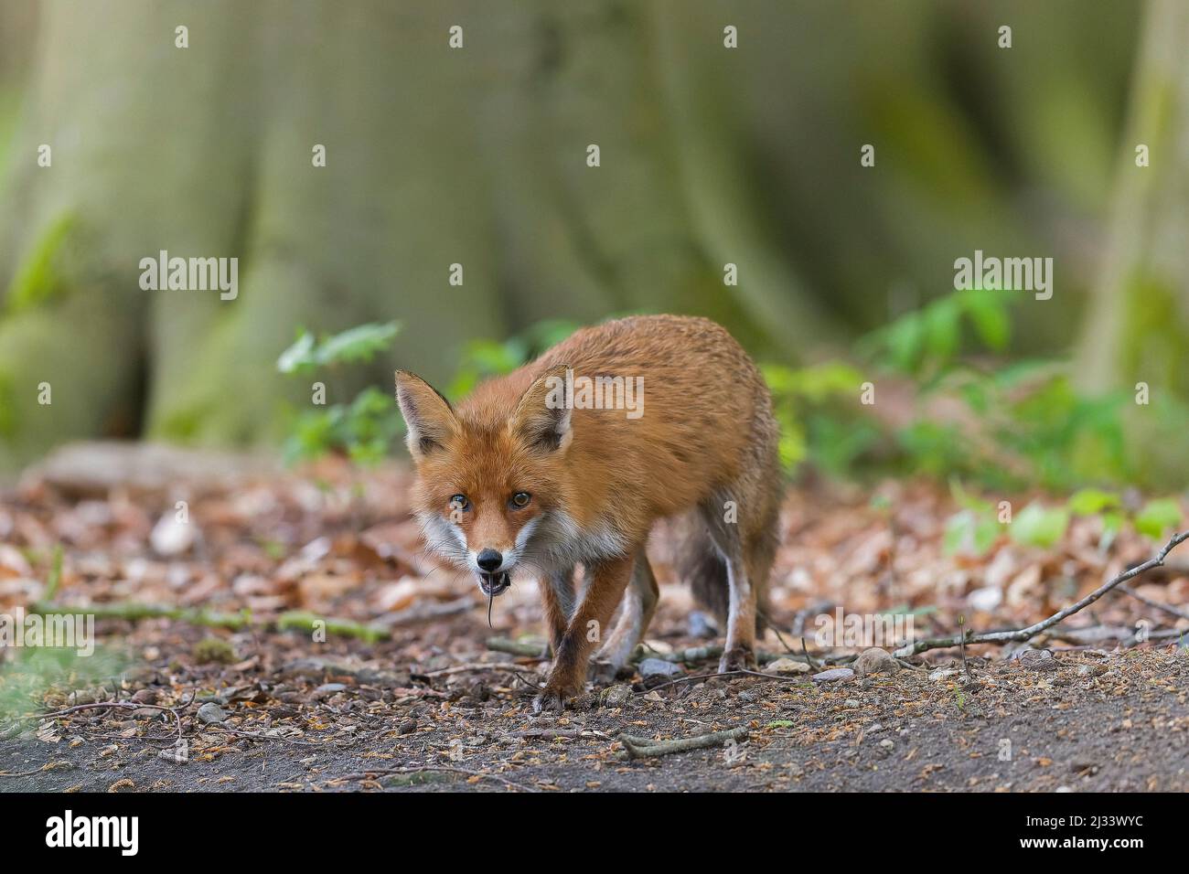 Caccia volpe rossa (Vulpes vulpes) di ritorno a cubs in den con il topo catturato in bocca nella foresta in primavera Foto Stock