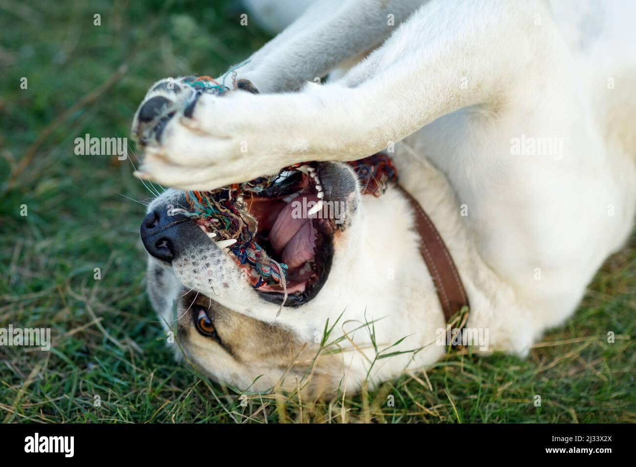 Ritratto da vicino di un cane pastore asiatico che giace sull'erba e gioca con una corda. Foto Stock