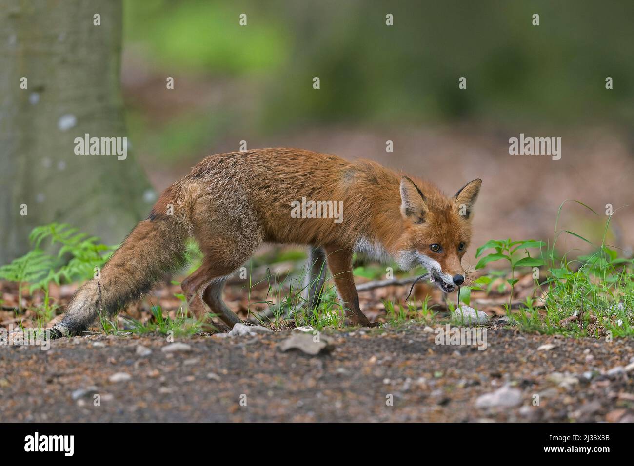 Caccia volpe rossa (Vulpes vulpes) di ritorno a cubs in den con due topi catturati in bocca nella foresta in primavera Foto Stock