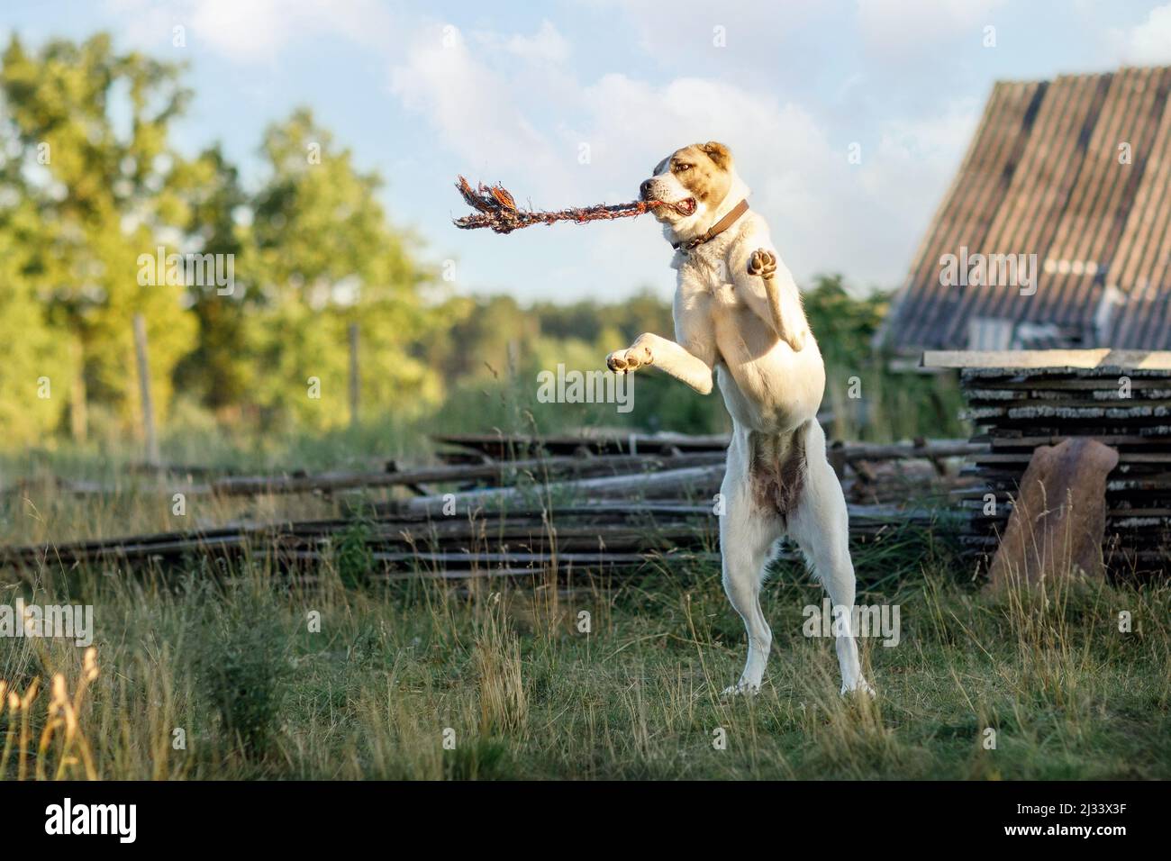 Pastore asiatico il cane, nel cortile del villaggio, giocare con una corda, salta in alto e si erge su due gambe mordendo la corda. Foto Stock