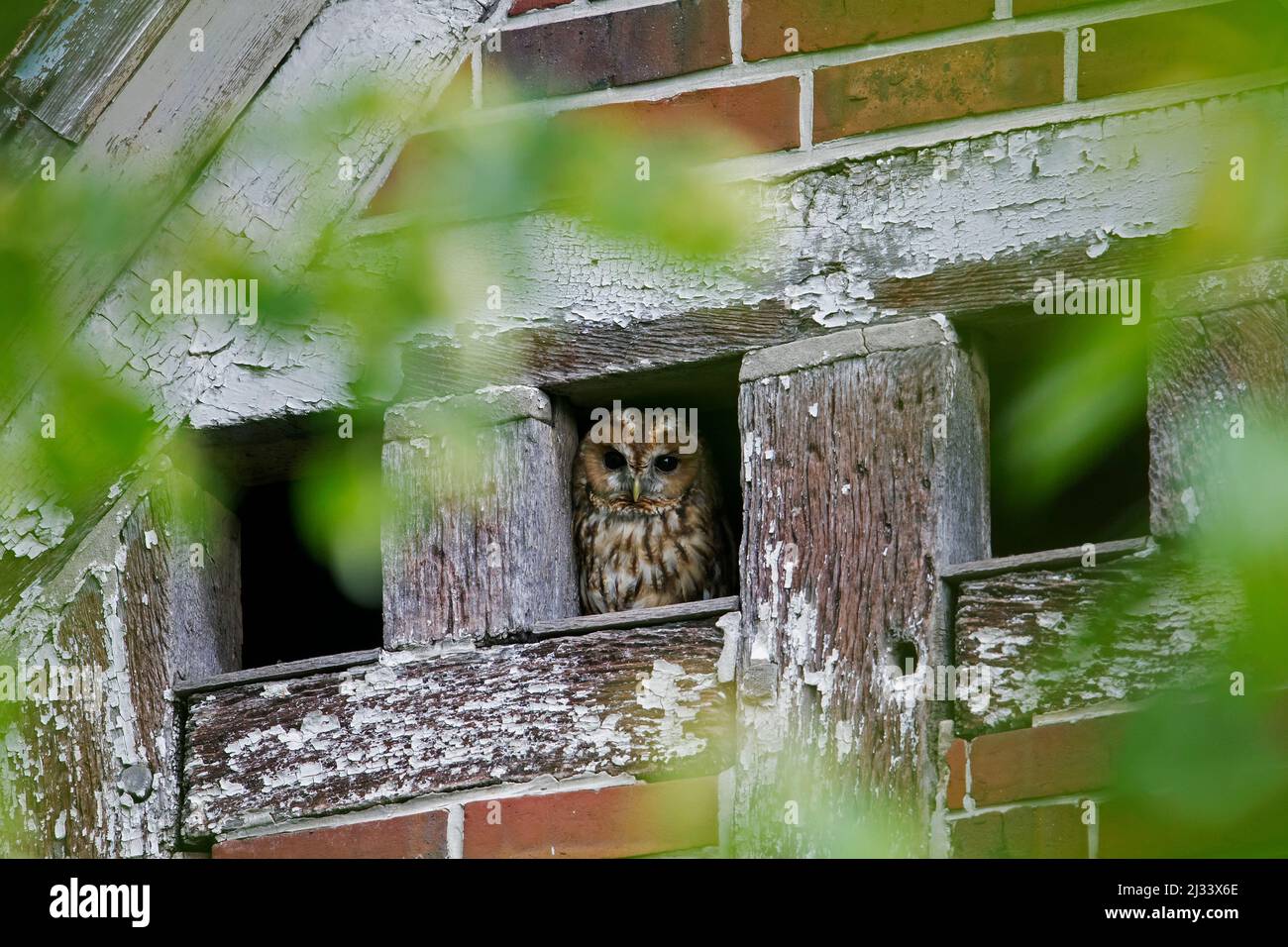 Gufo tawny / gufo marrone (Strix aluco) che emerge dal buco sotto il tetto in fienile per andare a caccia al crepuscolo in estate Foto Stock
