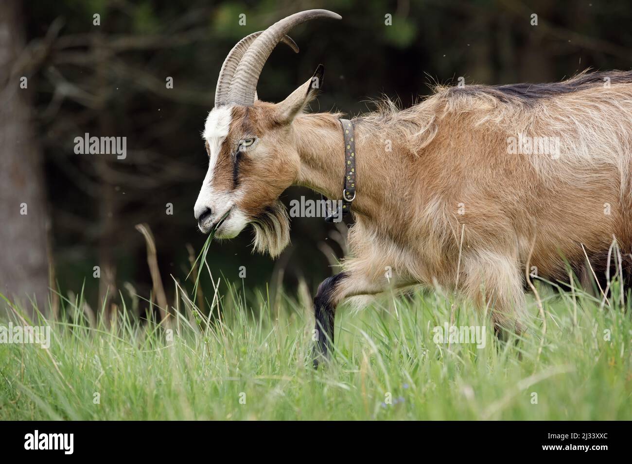 Capra marrone dai capelli lunghi con una barba e corna grandi, viaggia in prato vicino ad una foresta scura con erba verde in bocca. Foto Stock