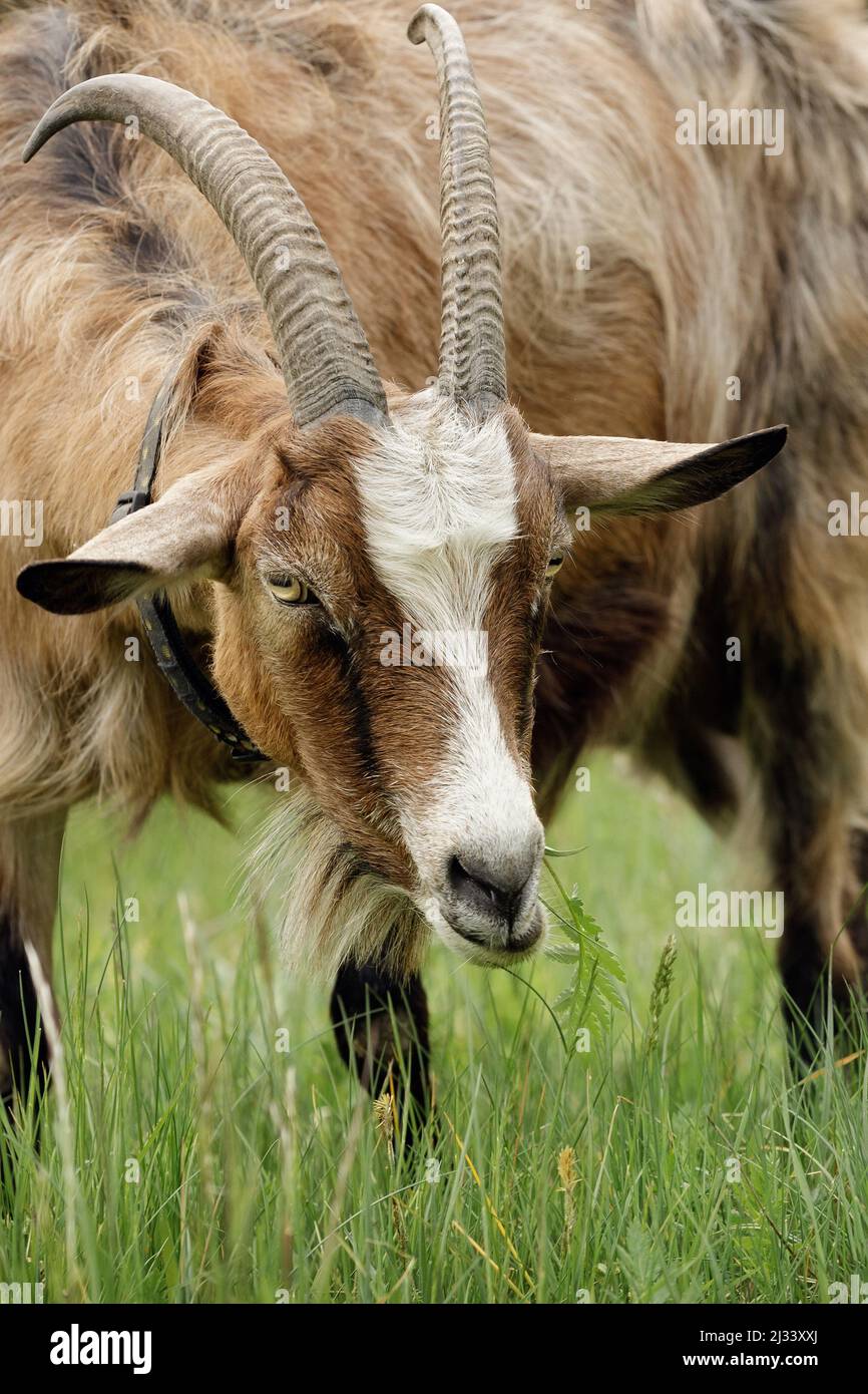 Un ritratto vicino e dettagliato di una grande capra marrone con corna grandi dalla parte anteriore. Foto Stock