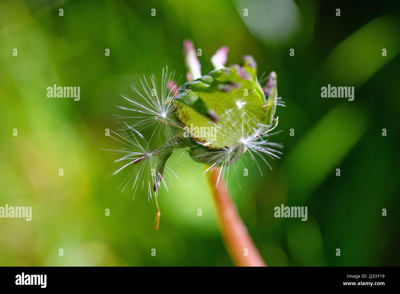 Dente di leone con pochi semi, dente di leone comune maturo, vista nel calice, Taraxacum sez. Ruderalia Foto Stock