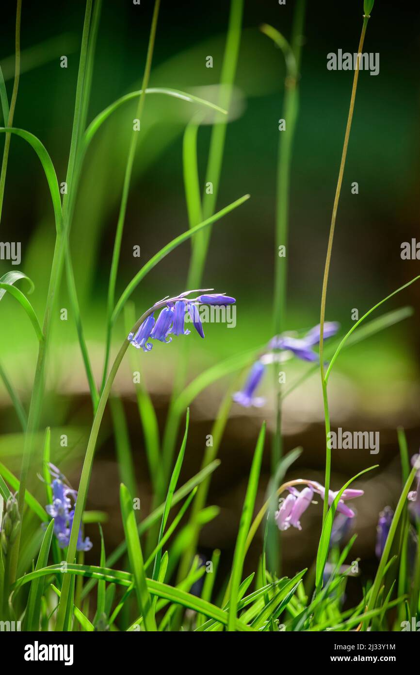 Bluebells inglesi nativi in un pascolo primaverile del Sussex orientale, Regno Unito Foto Stock