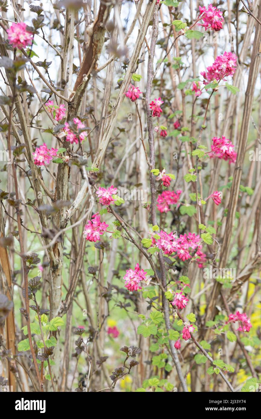 Ribes sanguineum - ribes rosso fiorito. Foto Stock