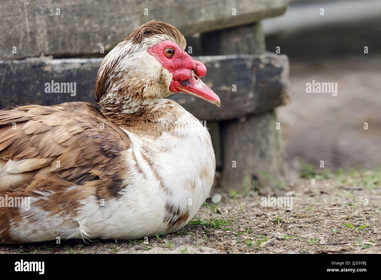 Muschio marrone anatra squats maschio a terra vicino al muro di vecchi assi. Foto Stock