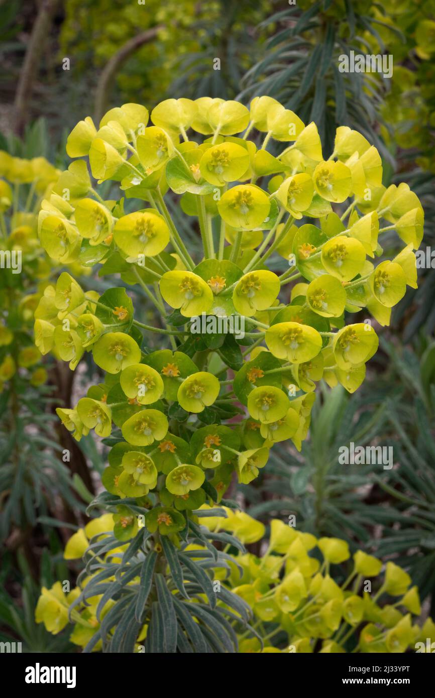 Fiore giallo Euphorbia Characias arbusto da vicino Foto Stock