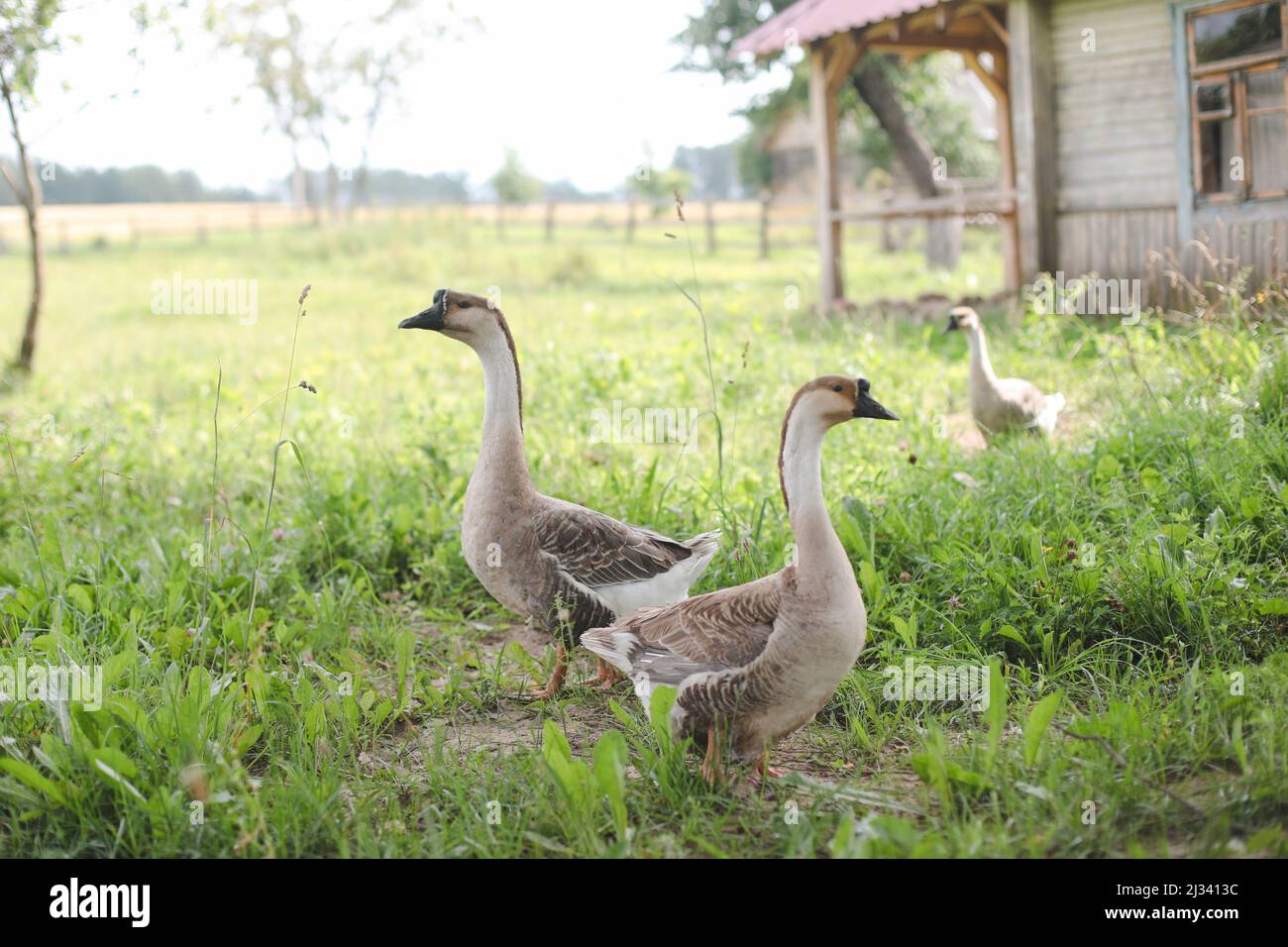 Oche nella fattoria. Uccelli domestici all'aperto durante l'estate. Tema rustico. Foto Stock