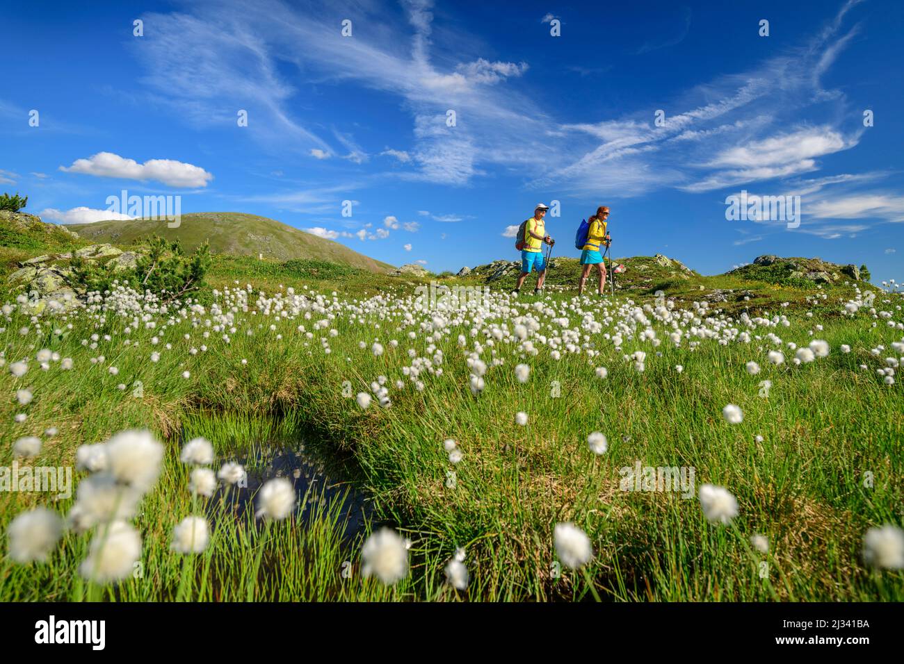 Uomo e donna che camminano attraverso prati con erba di cotone, Predigerstuhl, Nockberge, Nockberge-Trail, Unesco Biosphere Park Nockberge, Gurktal Alpi, Carinzia, Austria Foto Stock