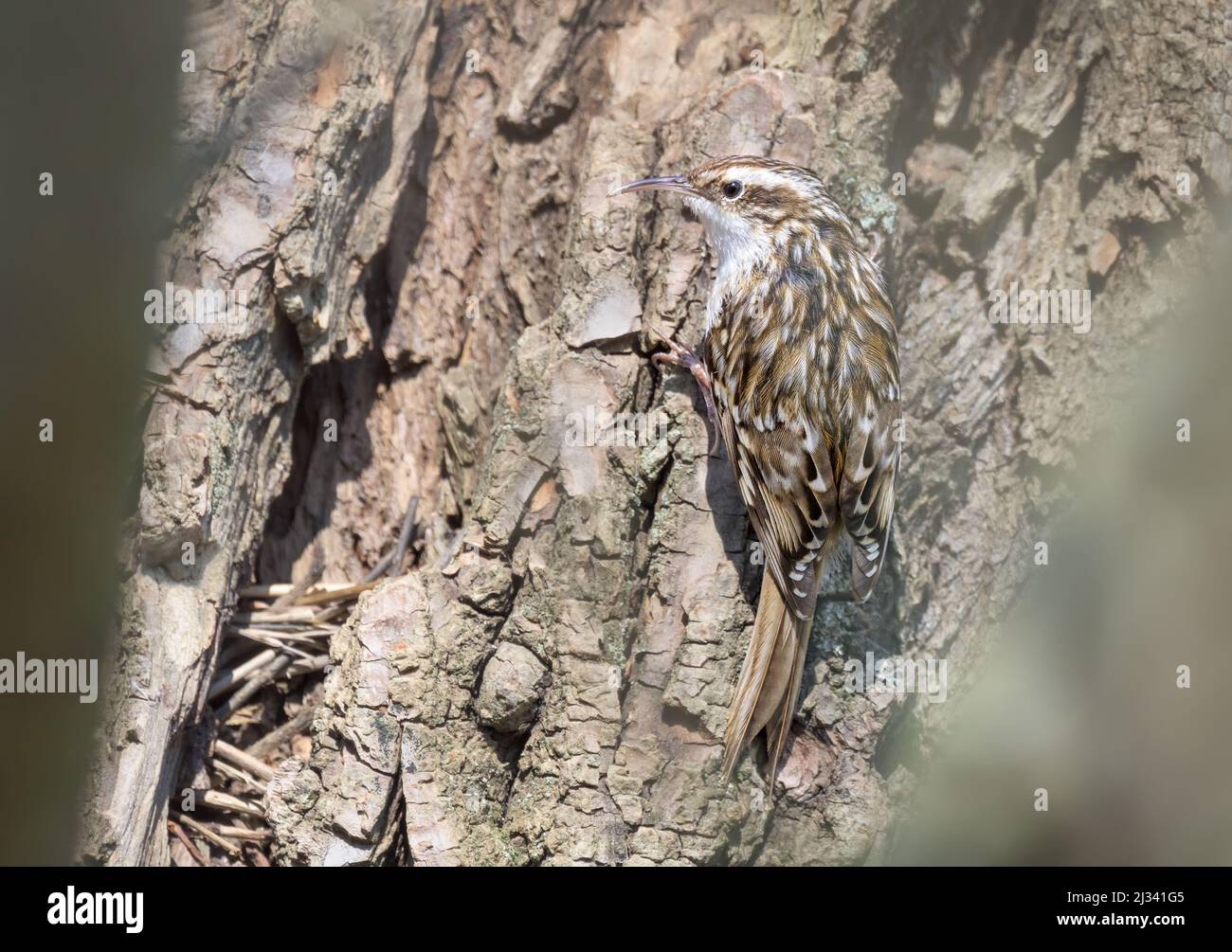 treecreeper a punta corta, Certhia brachydactyla, con piumaggio criptico che sale su un tronco di albero vicino al suo nido in una fessura dietro la corteccia in primavera, Germania Foto Stock