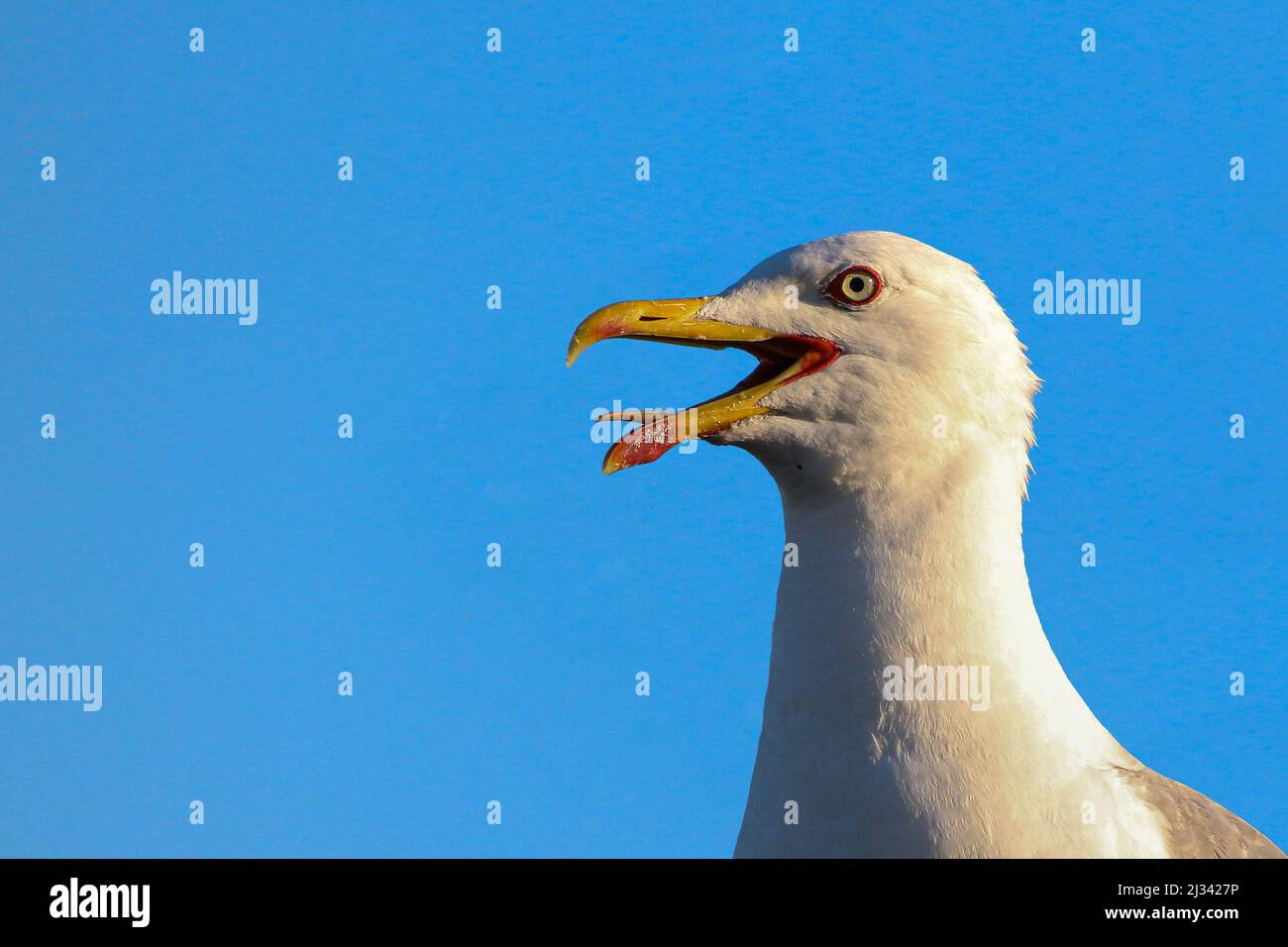Gull uccello cielo testa blu Foto Stock