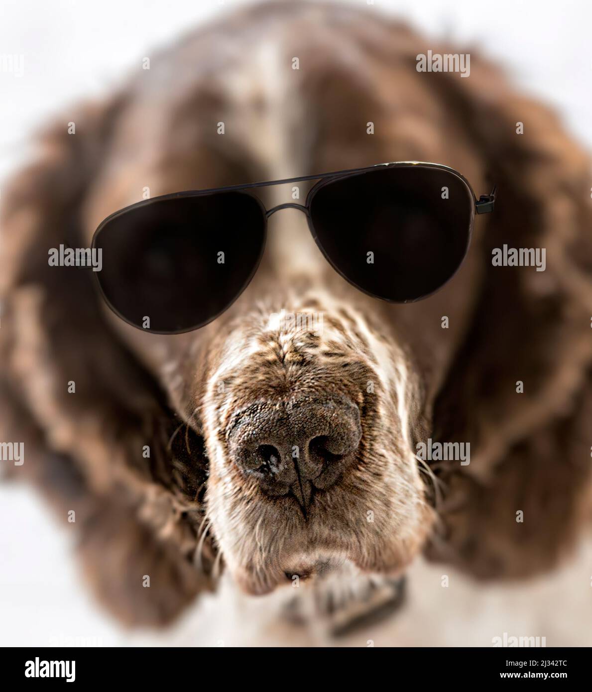 Cane indossare occhiali da sole e sniffing Foto Stock
