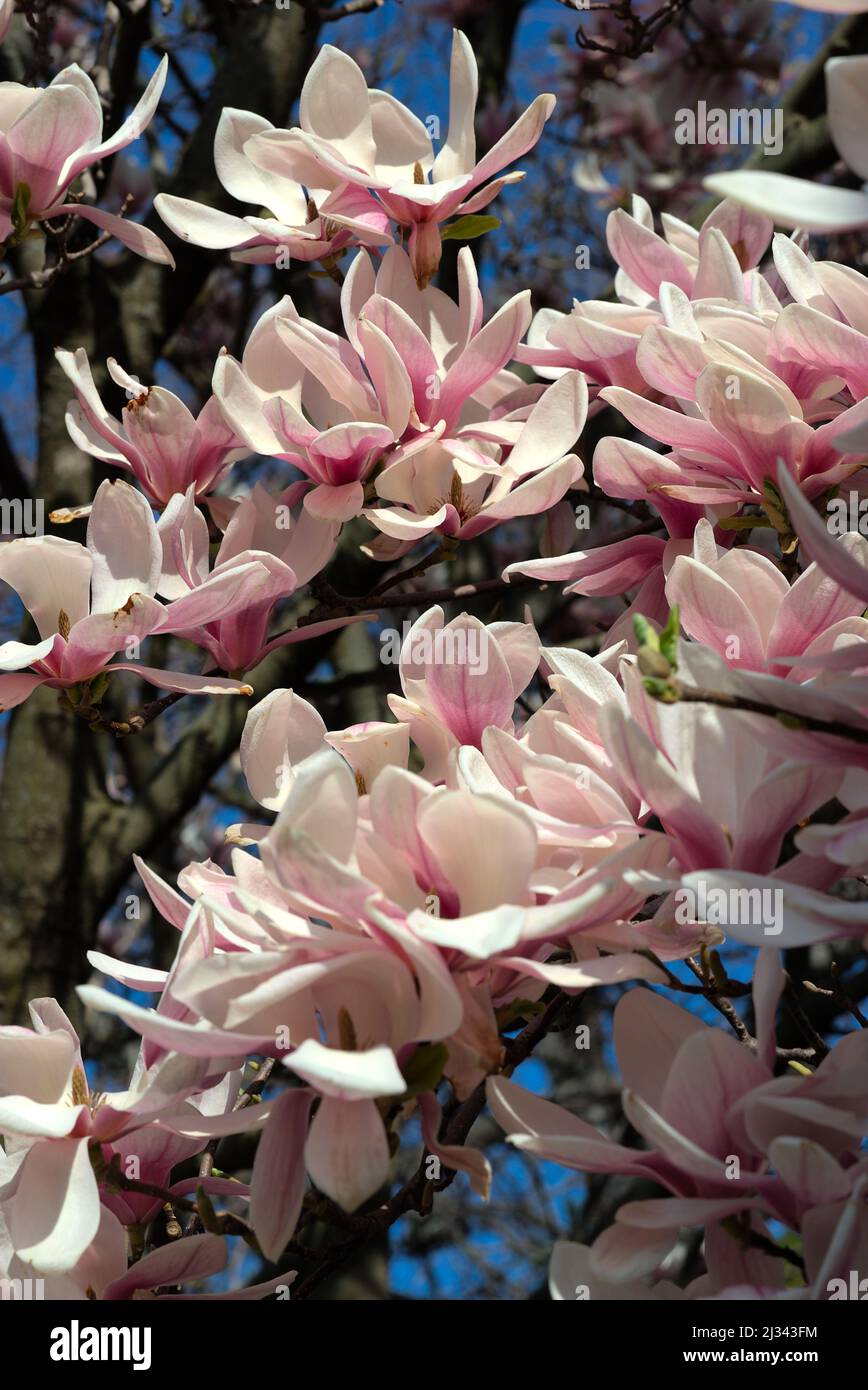 primo piano rosa e bianco magnolia fiori sull'albero Foto Stock