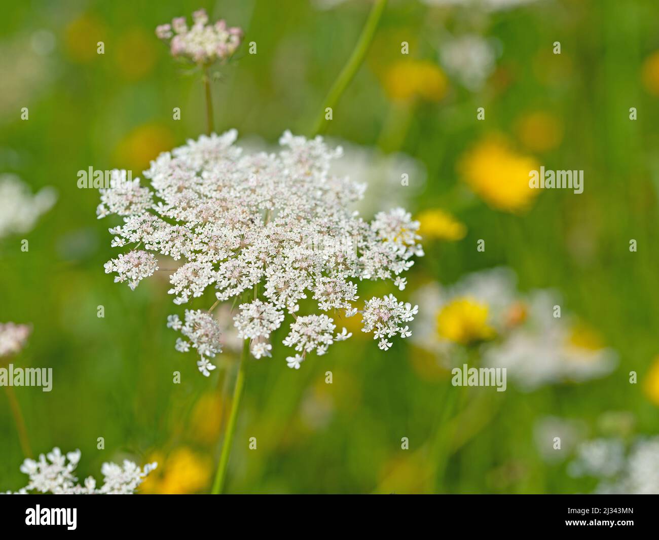 Carota selvatica fiorente, carota di Daucus Foto Stock
