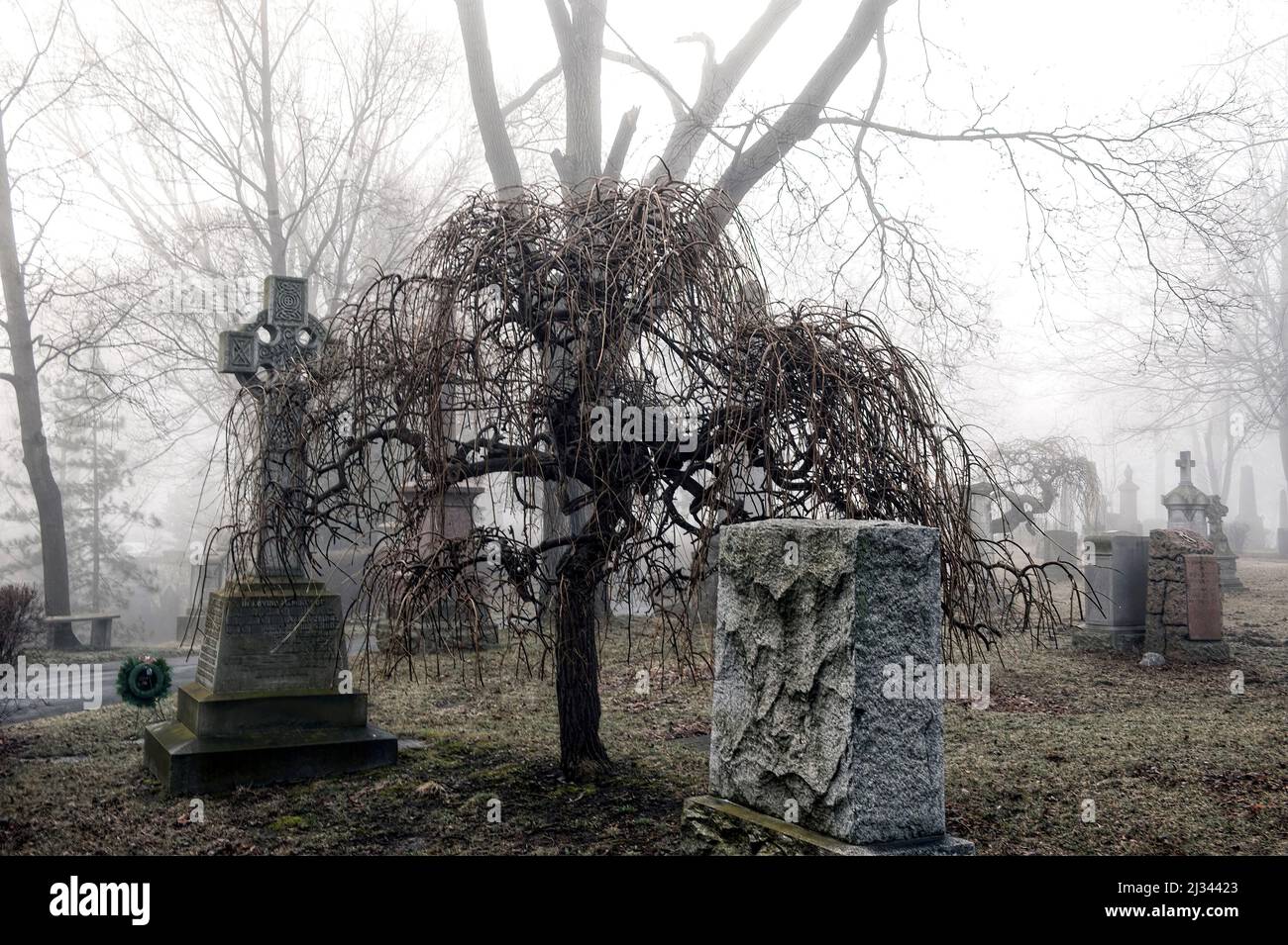 Scena del cimitero di Spooky completa di alberi spaventosi e nebbia profonda Foto Stock