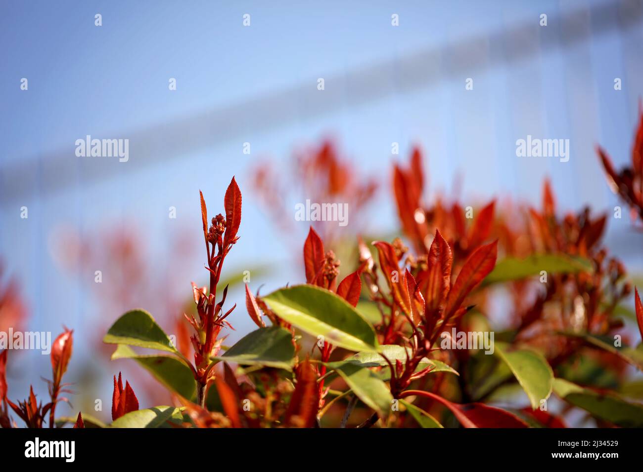 Photinia su una recinzione da giardino Foto Stock