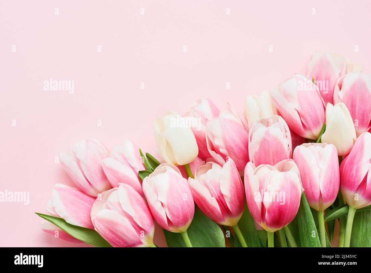 Mazzo di tulipani rosa su sfondo rosa. Biglietto di auguri. Festa della mamma, giorno di San Valentino, concetto di compleanno. Vista dall'alto, spazio di copia per il testo Foto Stock
