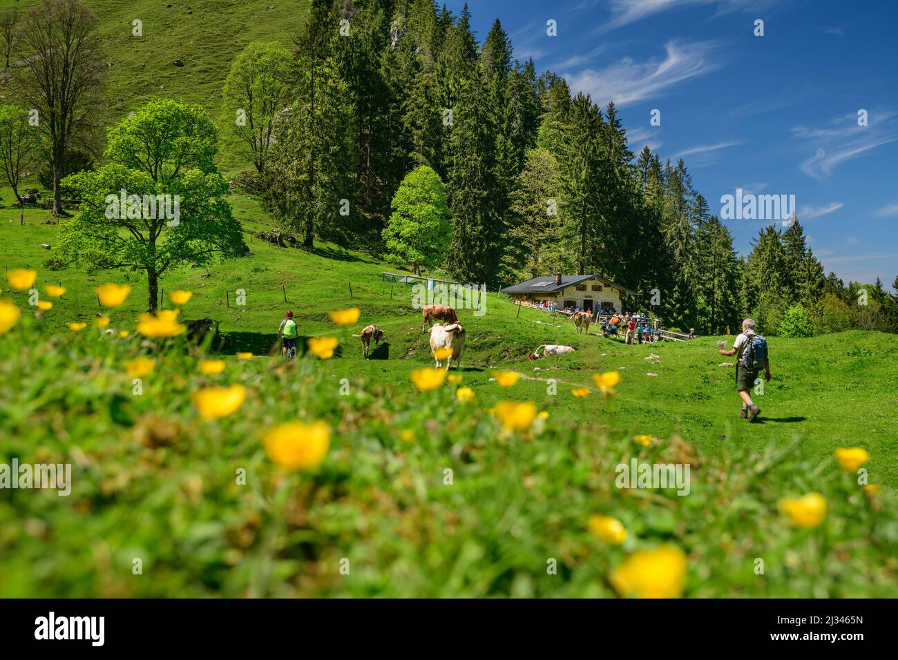 Gli escursionisti attraversano un prato fiorito verso Staudacher Alm, Staudacher Alm, Hochgern, Alpi Chiemgau, Salzalpensteig, Baviera superiore, Baviera, Germania Foto Stock