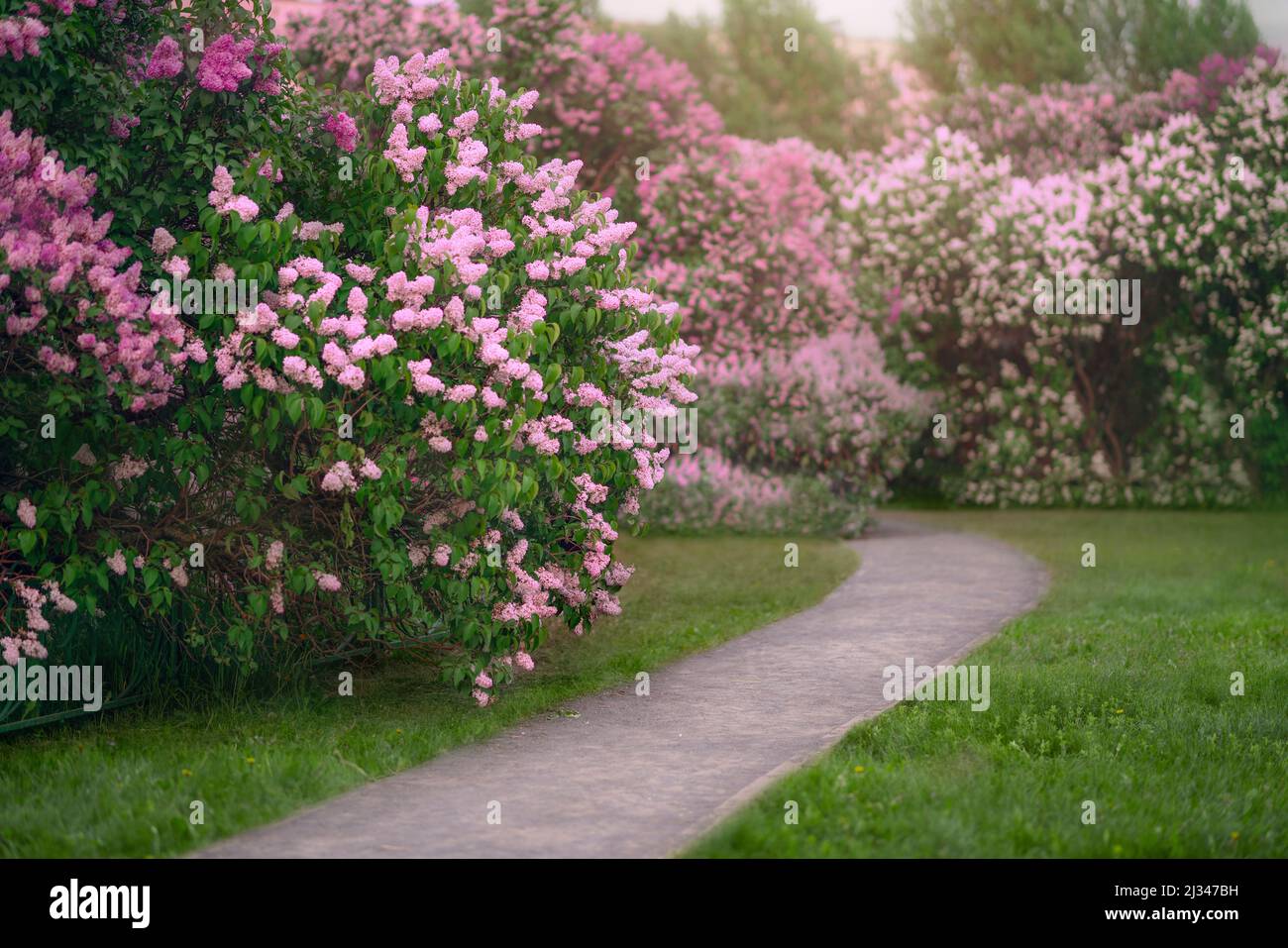 Cespugli lilla bianchi e rosa fioriscono nel giardino primaverile Foto Stock