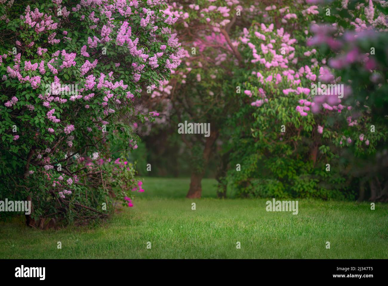 Cespugli lilla bianchi e rosa fioriscono nel giardino primaverile Foto Stock