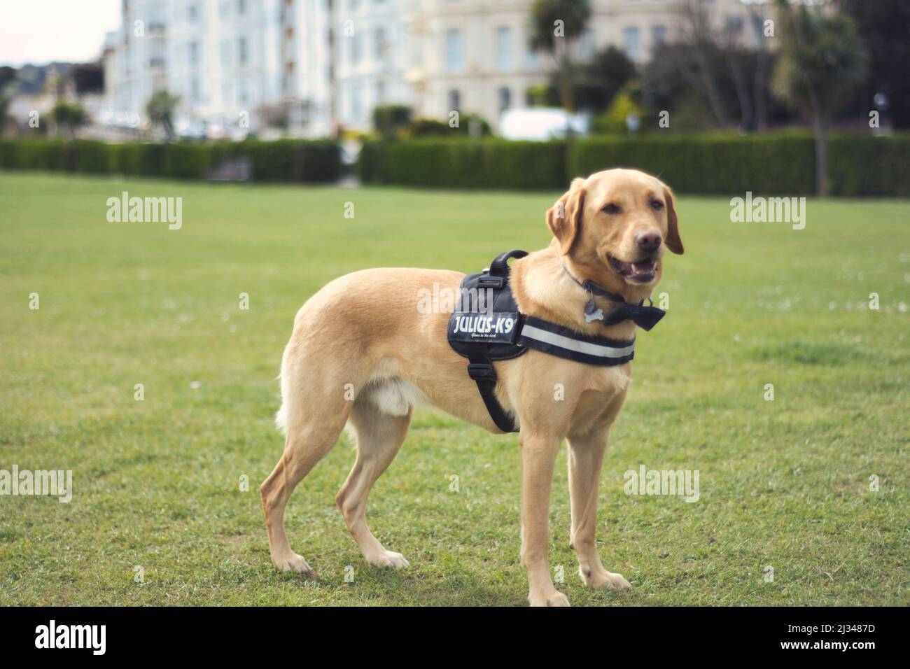 Il migliore amico dell'uomo, un cane fedele e amorevole che indossa una cravatta ad arco ai prati occidentali, Eastbourne, Regno Unito. Foto Stock
