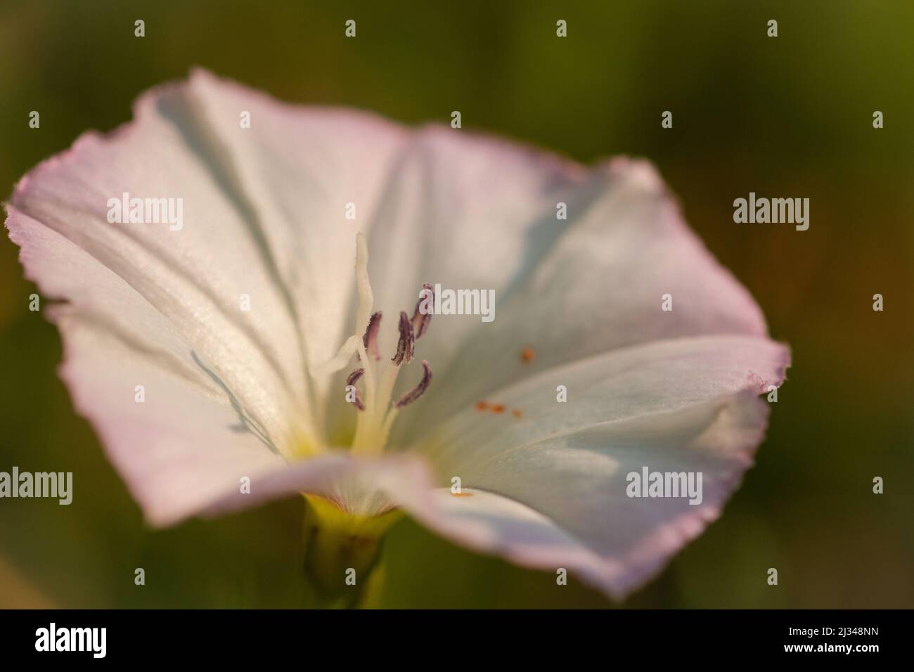 Primo piano foto di un fiore di campo bindweed (Convolvulus arvensis) che cresce lungo la linea minerale vicino a Watchet Foto Stock