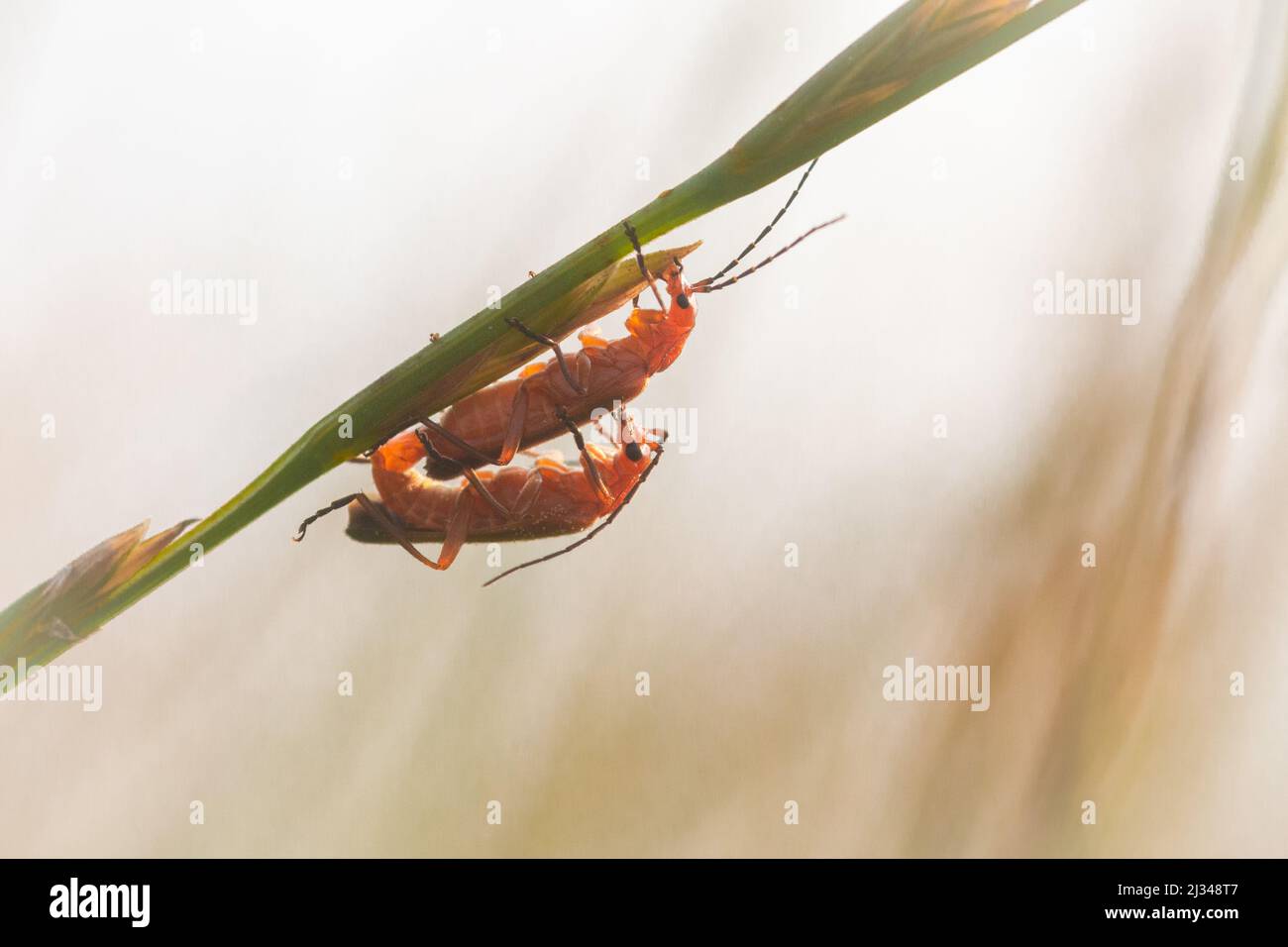 Un paio di scarafaggi soldato rosso (Rhagonycha fulva) si accoppiano nella prateria mentre il sole tramonta vicino a Watchet, West Somerset Foto Stock