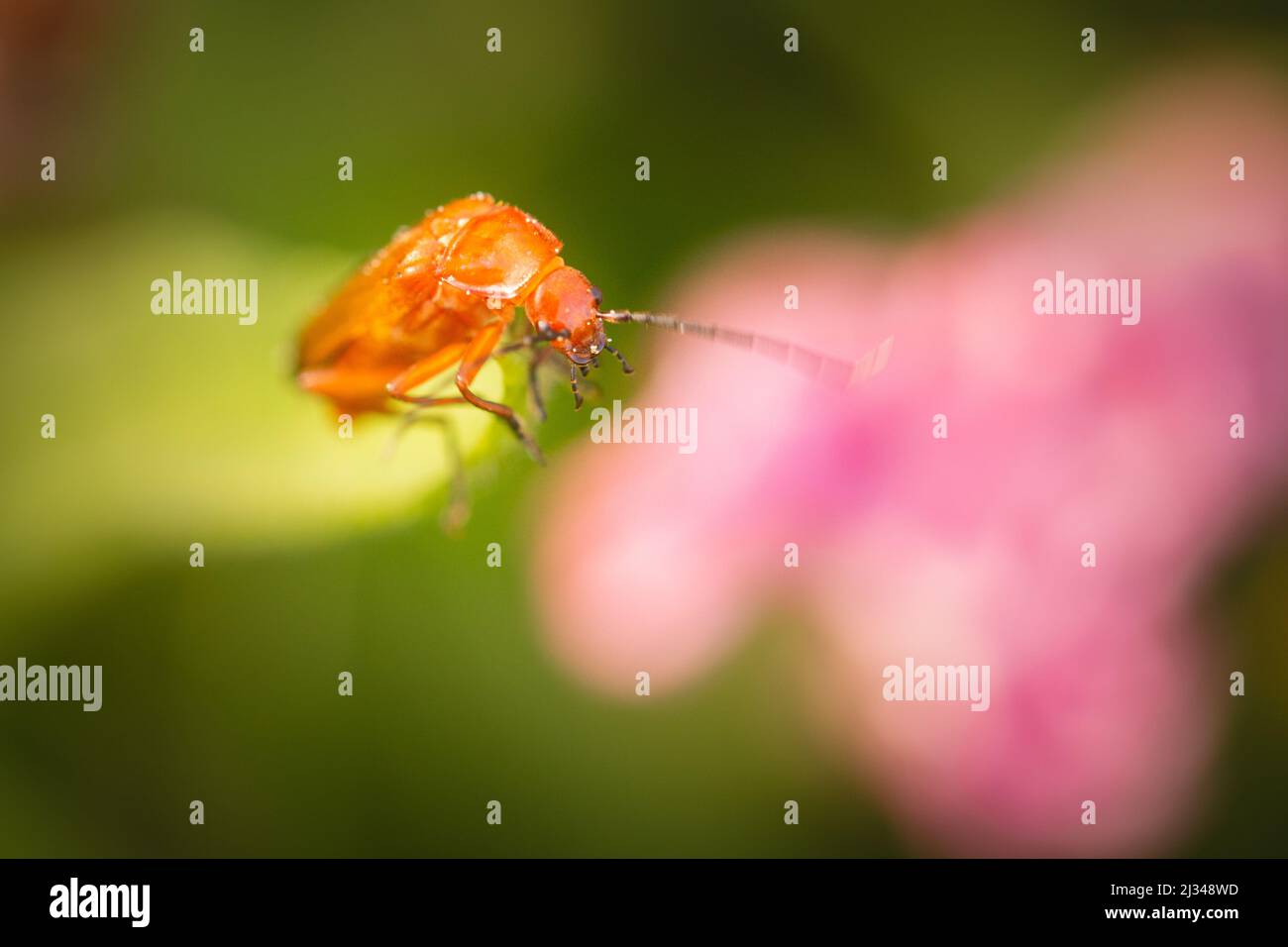 Colpo di testa di un coleottero soldato rosso (Rhagonycha fulva) nella vegetazione vicino a Watchet nel Somerset occidentale Foto Stock