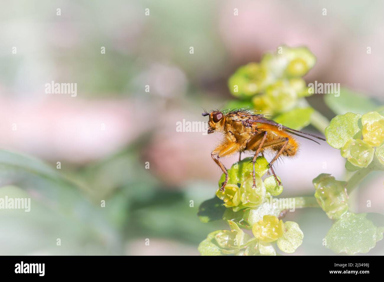 La mosca gialla del polmone (Scatophaga stercoraria) si siede riscaldandosi nella luce del sole di primavera in una radura in Horner Wood, Somerset occidentale Foto Stock