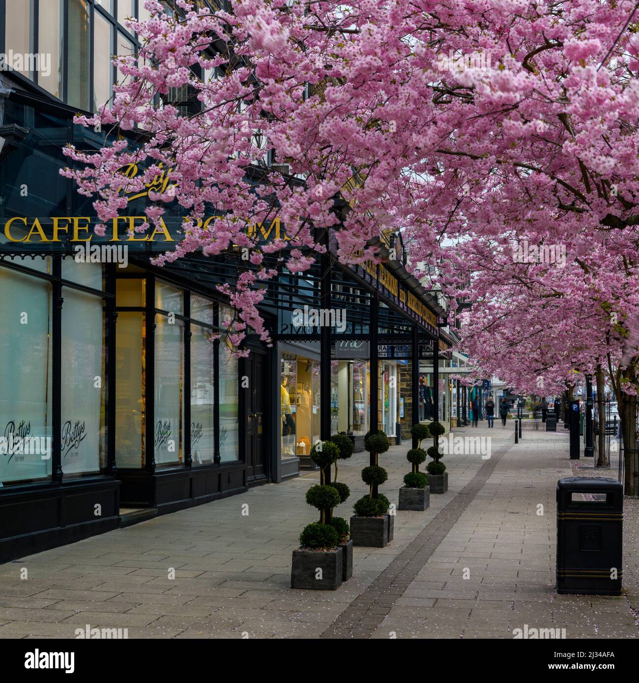 Centro storico di primavera (splendidi e colorati ciliegi in fiore, elegante ristorante-caffetteria di fronte al negozio) - The Grove, Ilkley, Yorkshire, Inghilterra, Regno Unito. Foto Stock