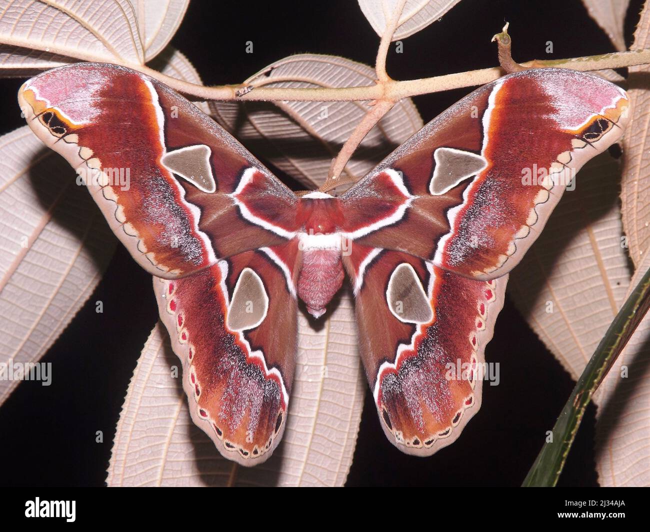 Un enorme Saturniid Moth - Rothschildia lebeau - Famiglia Saturniidae isolato Foto Stock