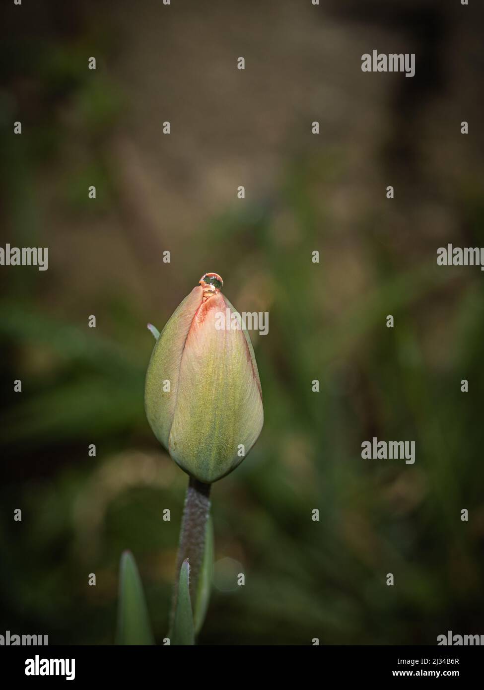 germoglio tulipano con goccia d'acqua Foto Stock