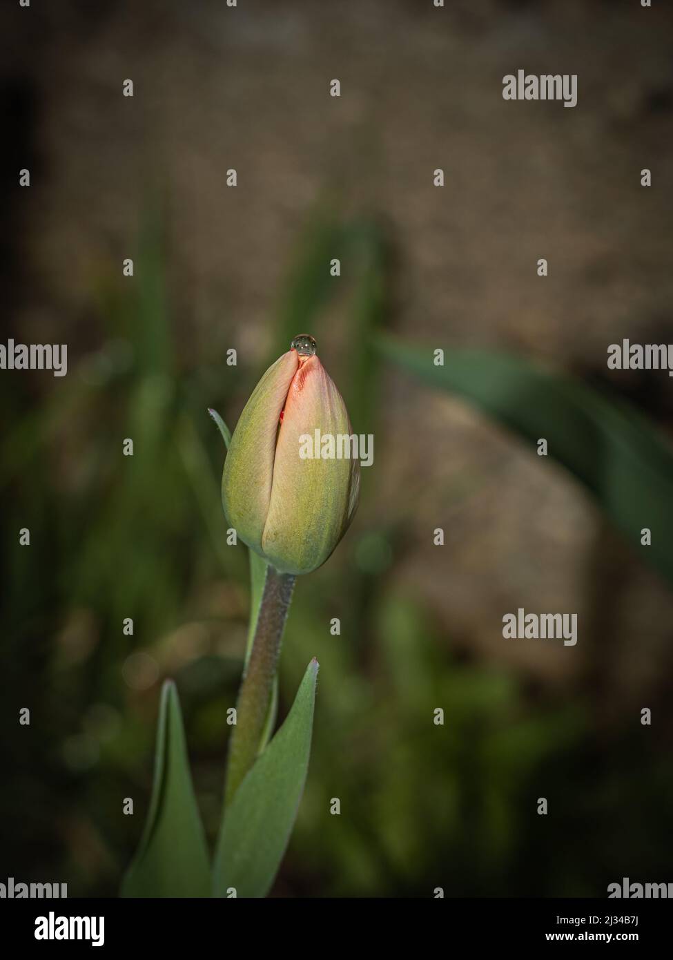 germoglio tulipano con goccia d'acqua Foto Stock