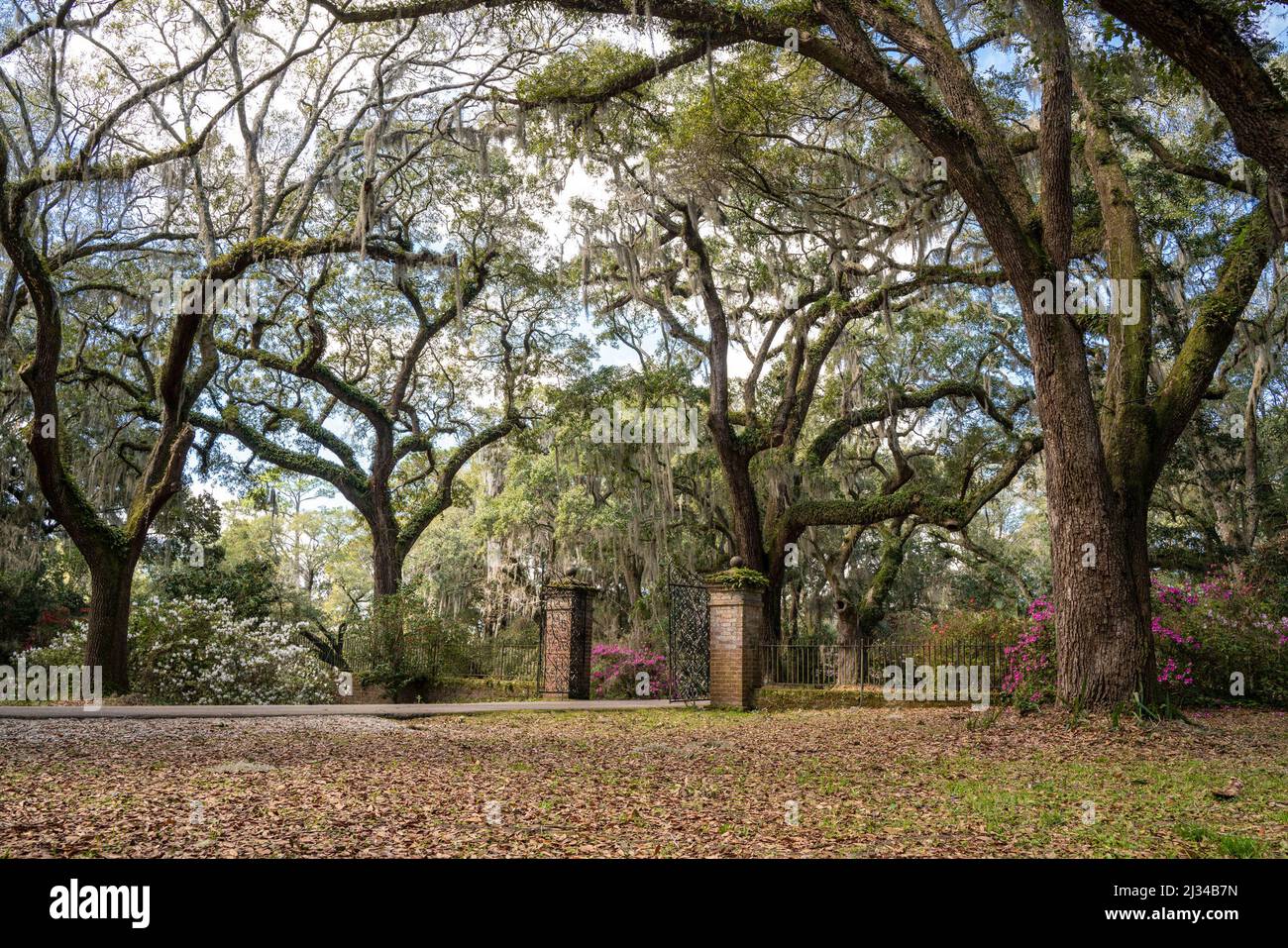 Paesaggio primaverile con alberi e giardino di proprietà cancello Foto Stock