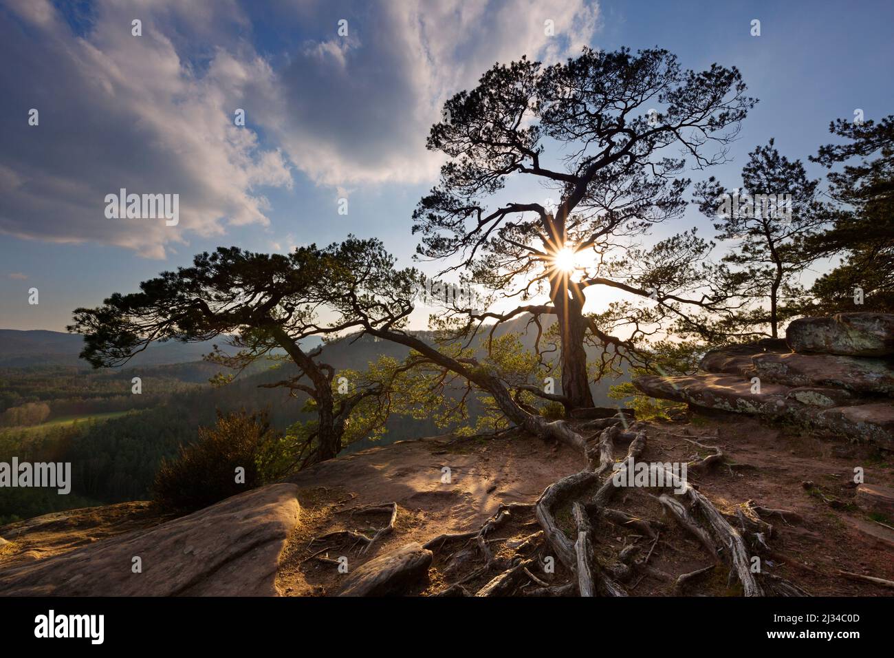 Pini sulle scogliere di arenaria, Dahner Felsenland, Palatinato Forest, Renania-Palatinato, Germania Foto Stock