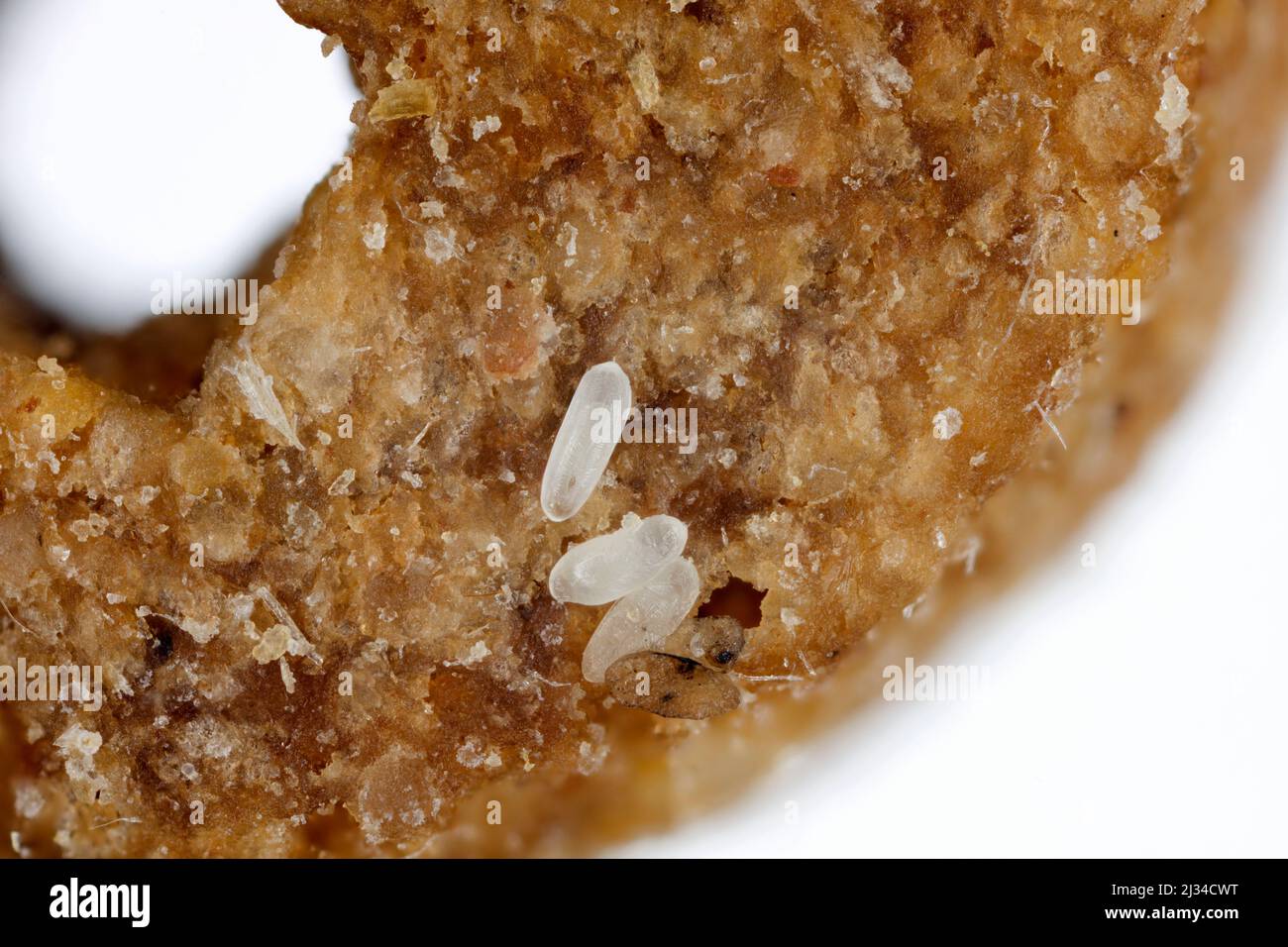 Attagenus bifasciatus della famiglia Dermestidae scarabei della pelle. Uova di questo coleottero depositate su cibo per cani. Foto Stock