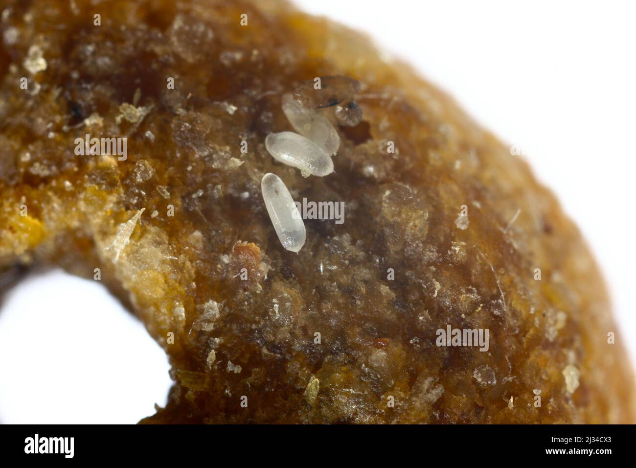 Attagenus bifasciatus della famiglia Dermestidae scarabei della pelle. Uova di questo coleottero depositate su cibo per cani. Foto Stock