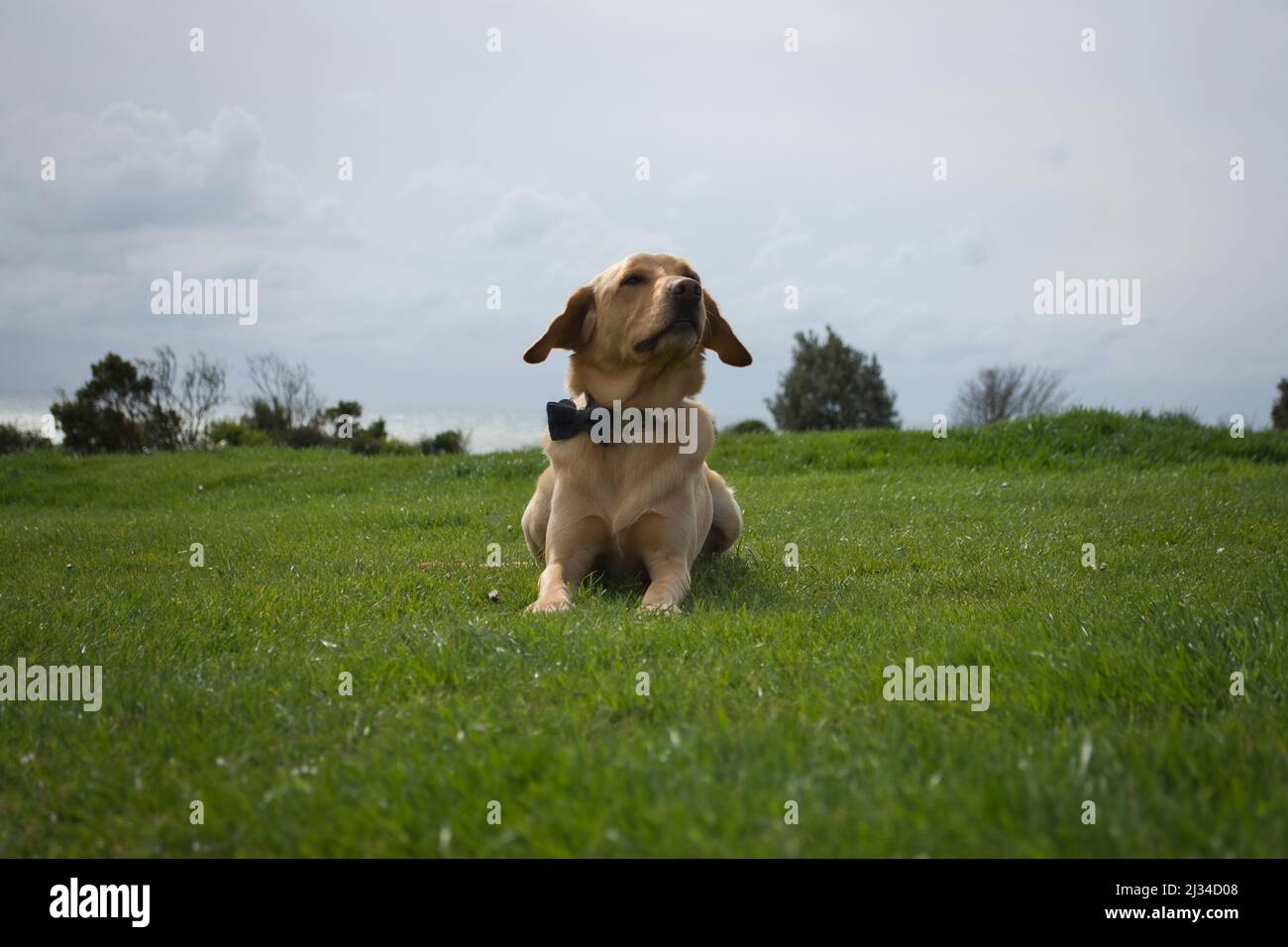 Un cane labrador Retriever sdraiato sull'erba, in posa in una giornata di sole con le sue orecchie che sbattono nel vento, preso da qualche parte a Eastbourne, Regno Unito Foto Stock