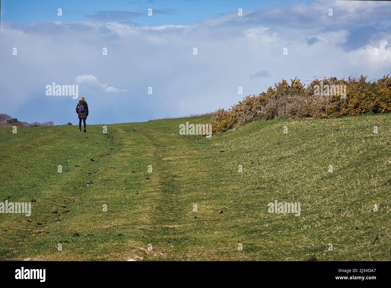 Una persona che cammina sulle scogliere collinari di Eastbourne, Regno Unito, lungo i verdi e lussureggianti campi dove le pecore piovono su entrambi i lati con cespugli. Foto Stock