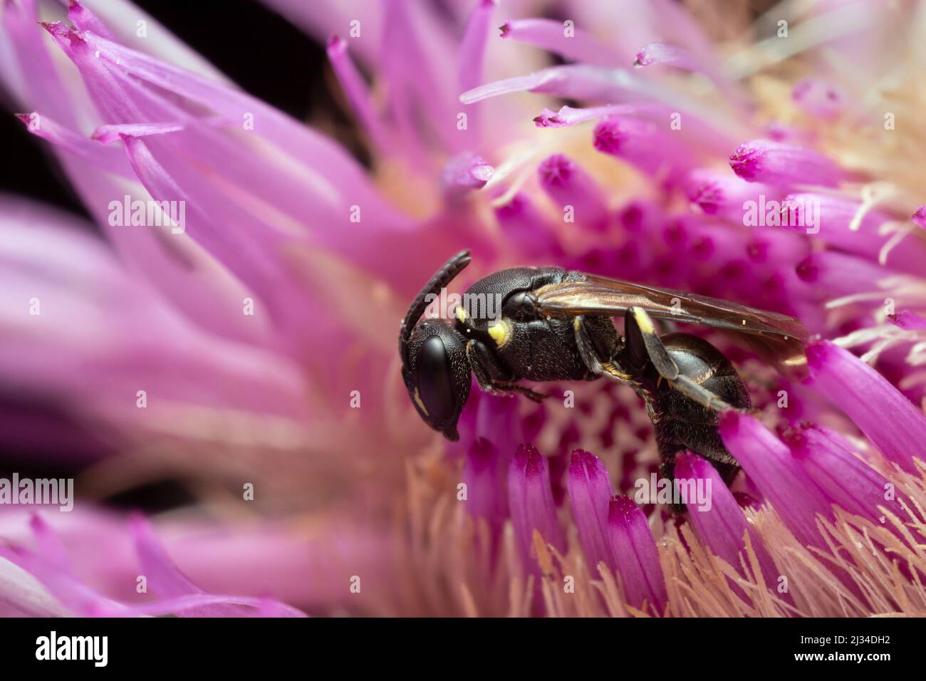 Femmina ape gialla, Hylaceus che riposa sul cardo Foto Stock