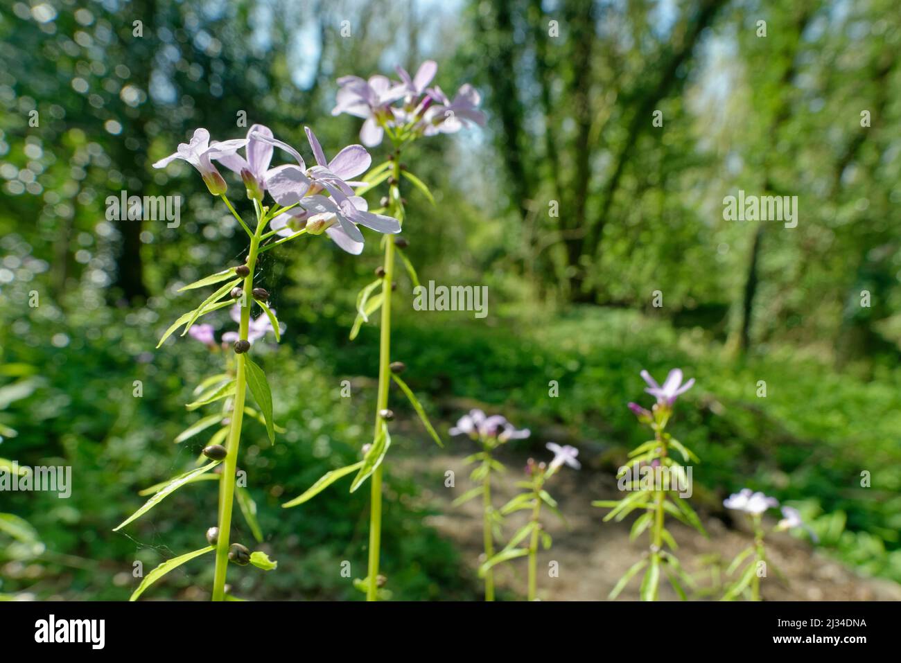 Coralroot (Cardamine bulbifera) con bulbi distintivi sul gambo che possono cadere e prendere radici, fiorendo in boschi calcarei, vicino Bath, Regno Unito Foto Stock