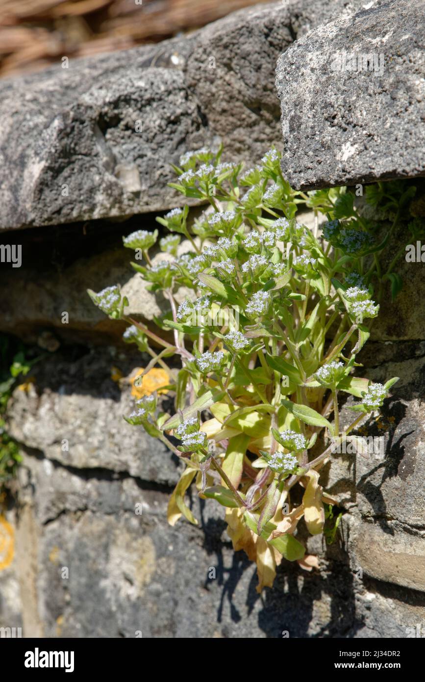 Insalata di mais comune / lattuga di agnello (Valerianella locusta) fioritura su un muro, Bath, Regno Unito, aprile. Foto Stock