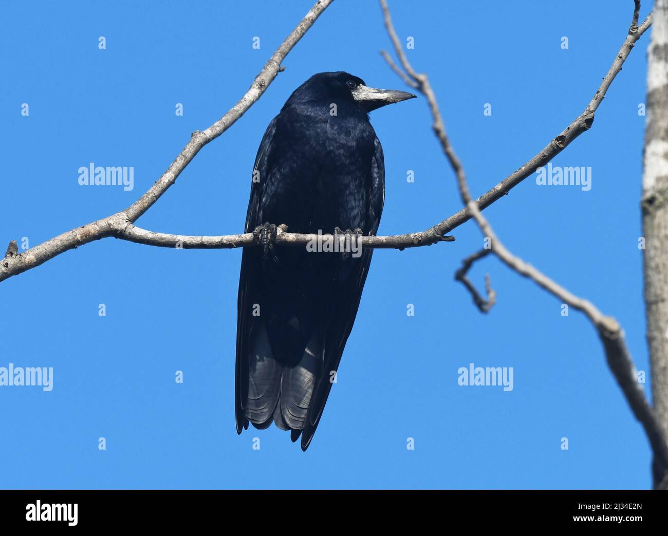 Corvus frugilegus Rook, Foto Stock