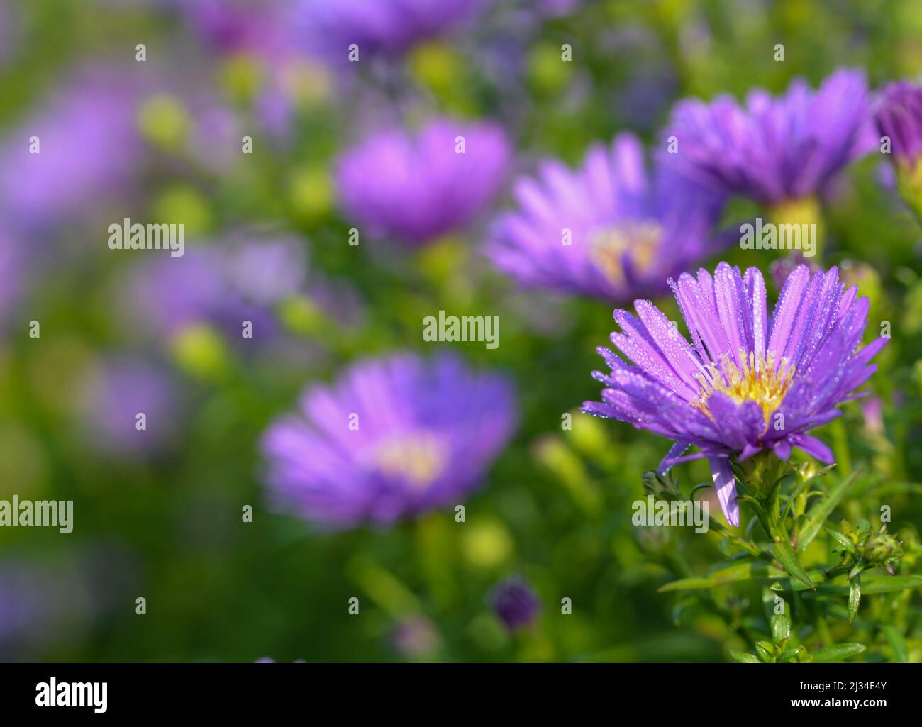 Bellissimo primo piano di un'astra Foto Stock