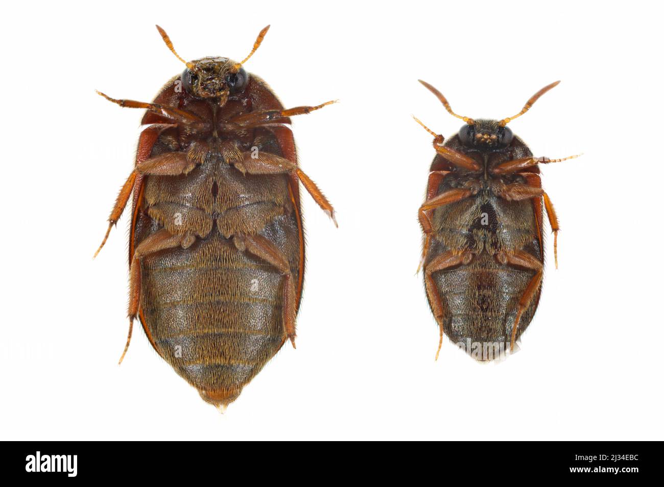 Attagenus smirnovi, il coleottero marrone, è un coleottero della famiglia Dermestidae. Una peste sinantropica che vive in case e musei. Foto Stock